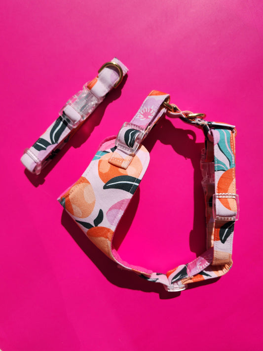 Handmade Dog Collar - Citrus Spritz