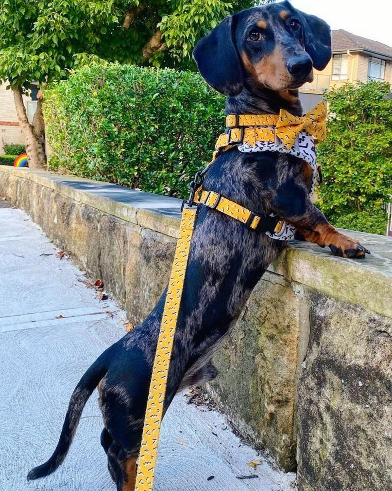MEMPHIS Dog Collar