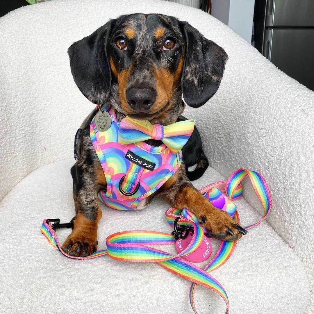 SOUR STRAP Adjustable Dog Harness