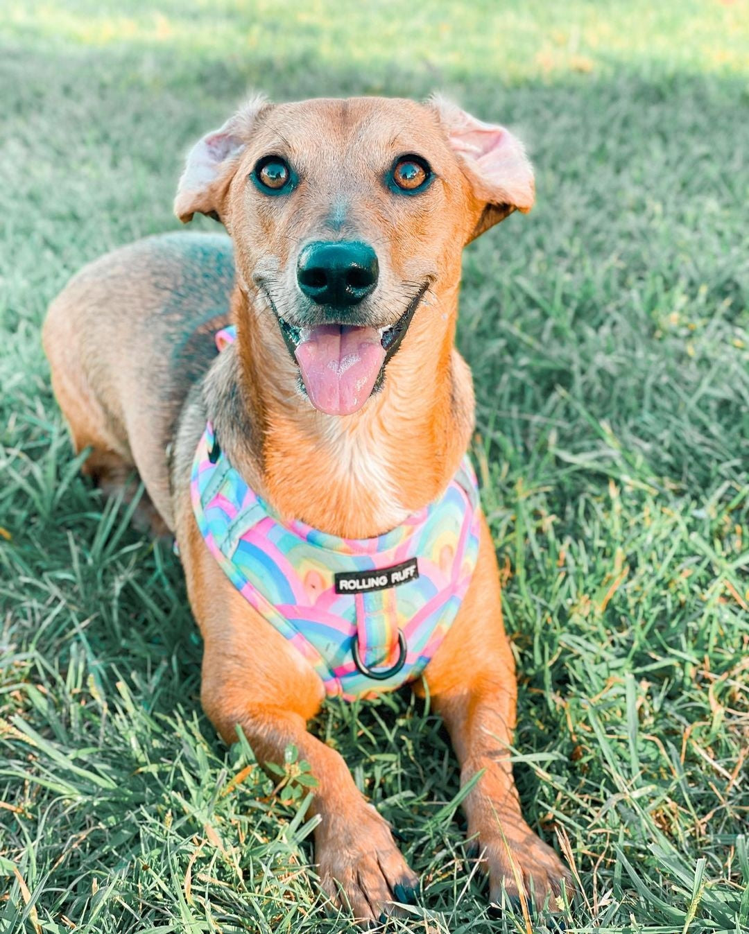 SOUR STRAP Adjustable Dog Harness