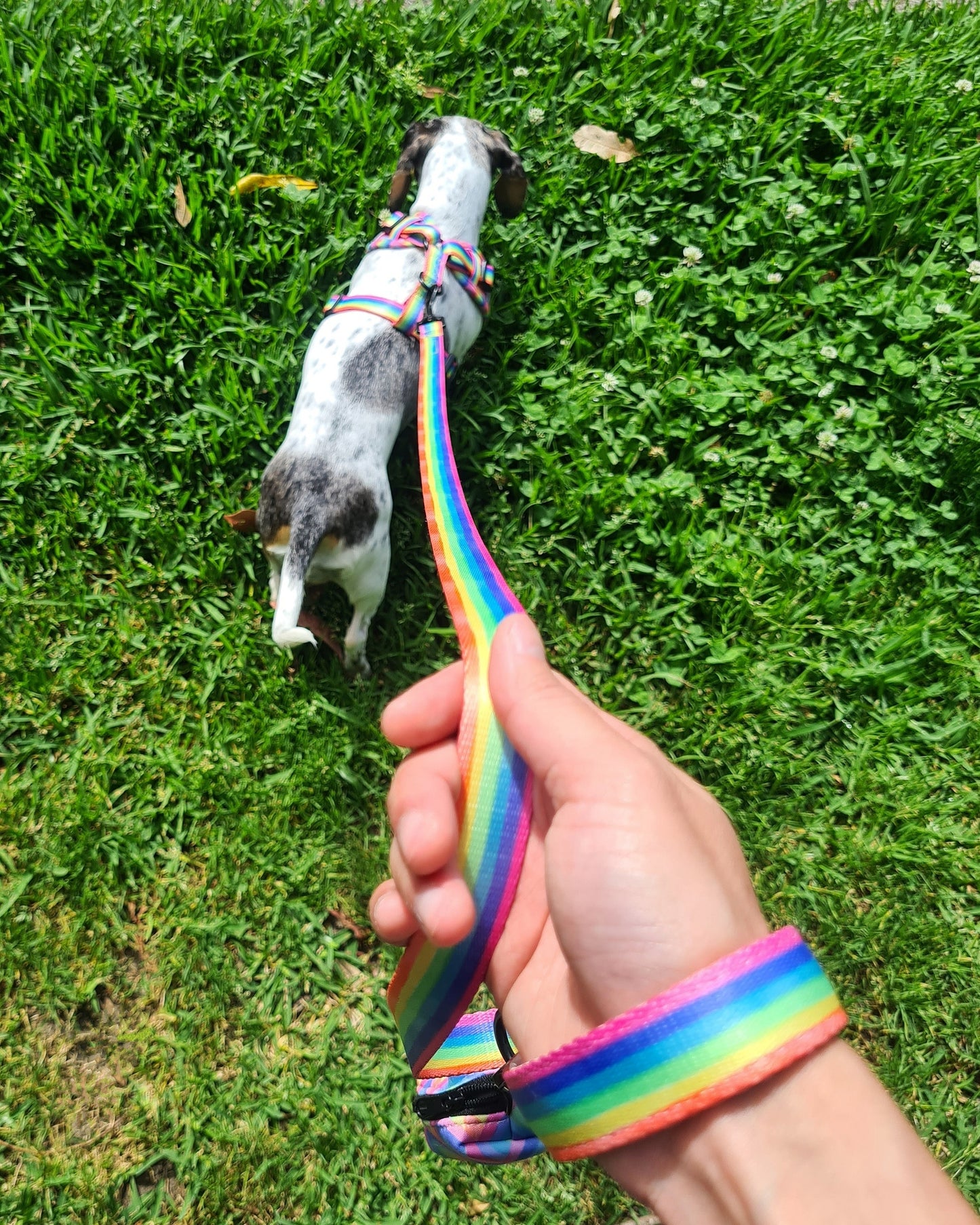 SOUR STRAP Dog Leash
