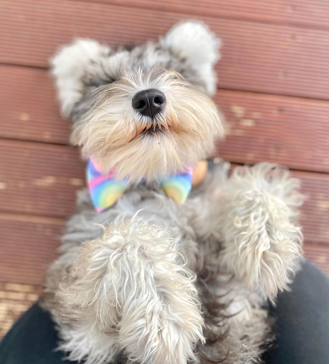 SOUR STRAP Bow Tie - Scallop