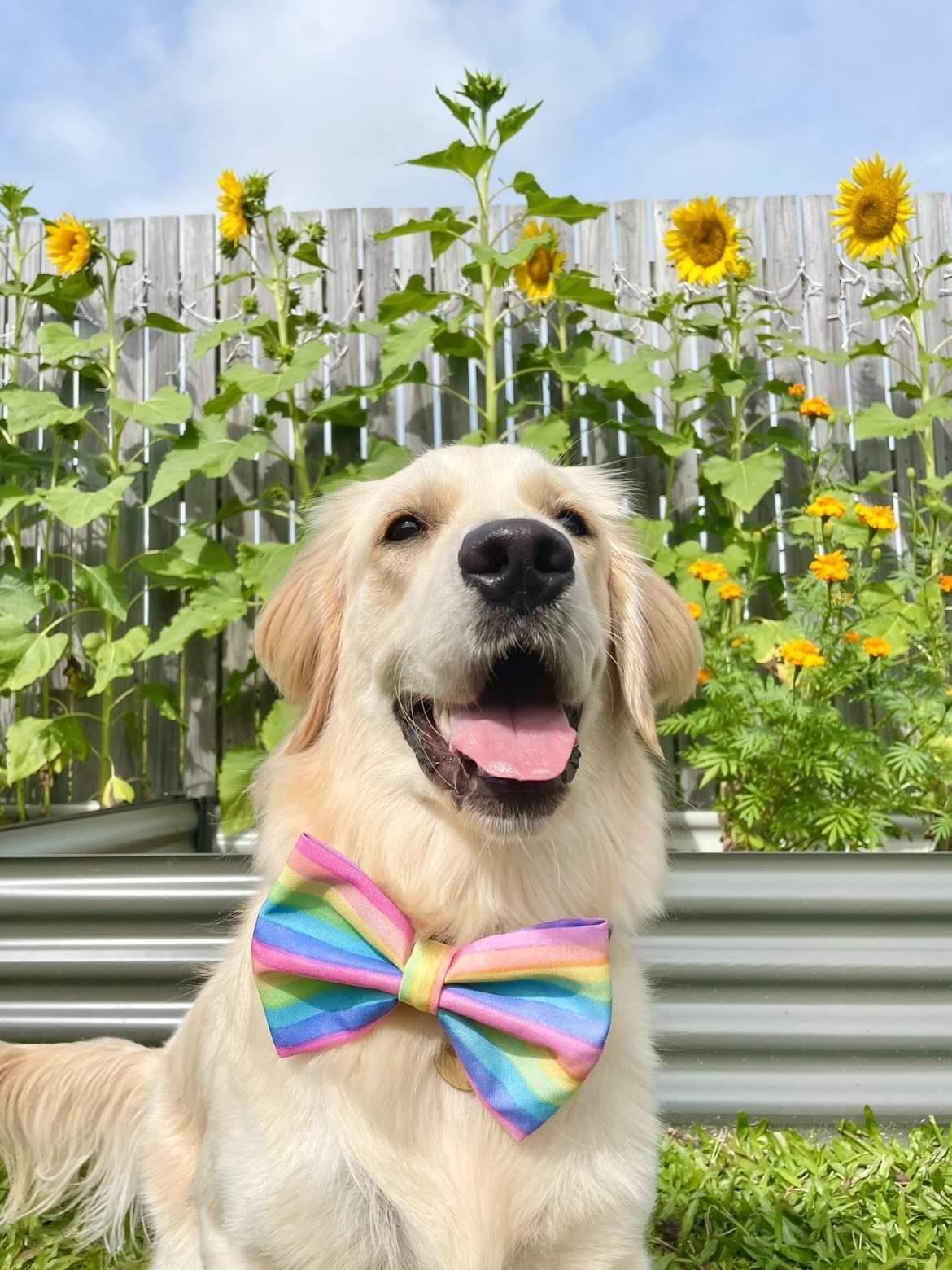 SOUR STRAP Bow Tie - Stripes