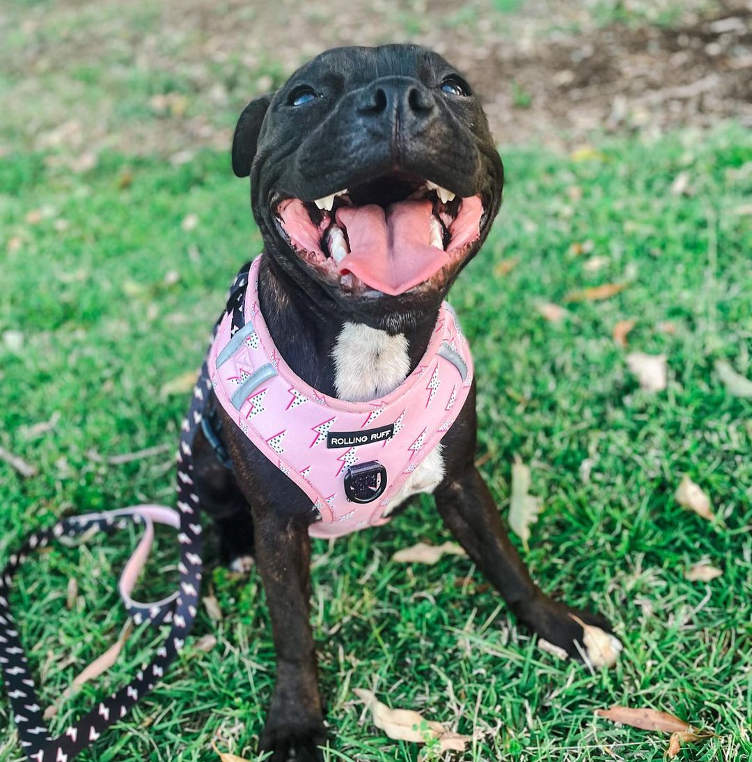 ELECTRIC VIBES Adjustable Dog Harness