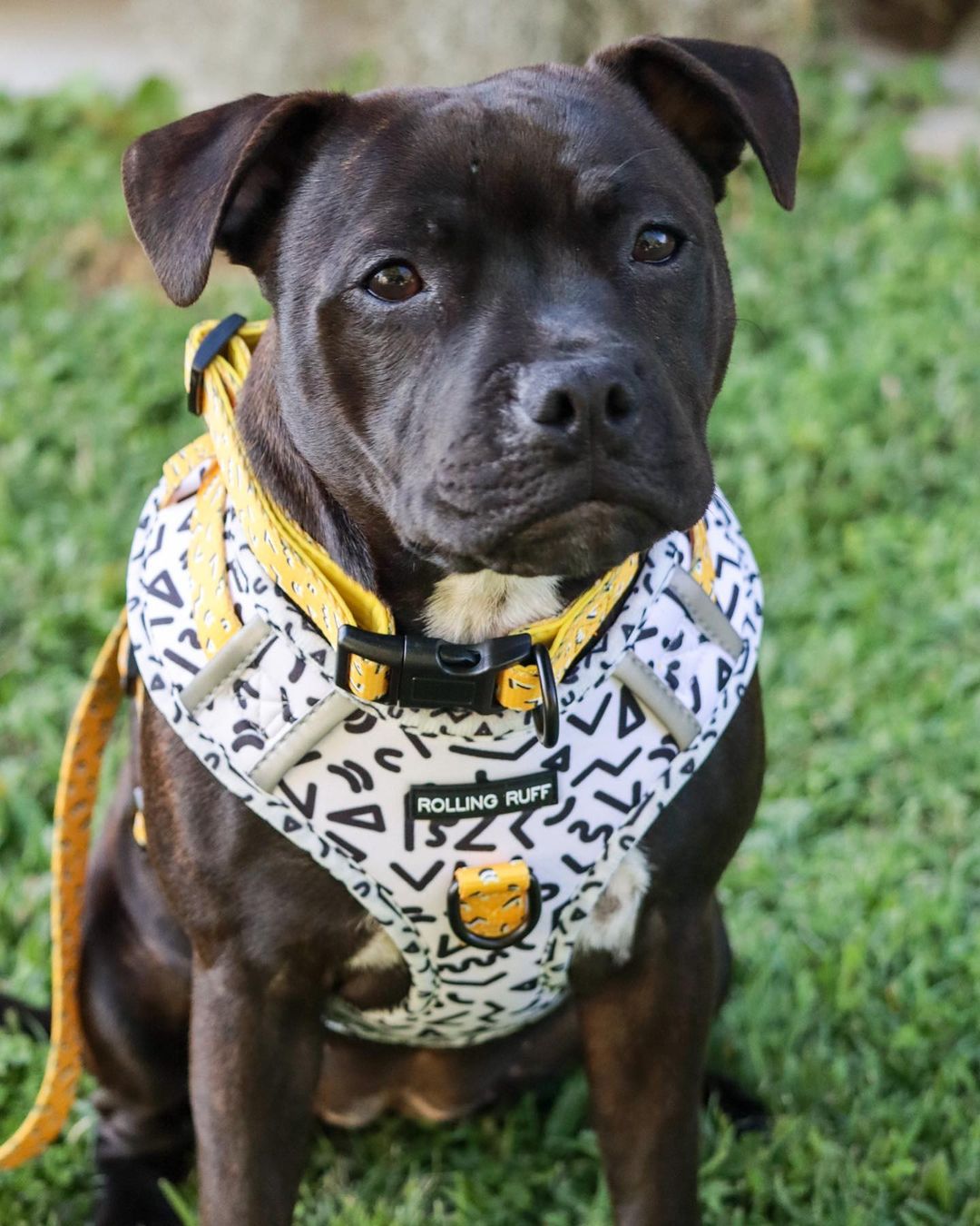 MEMPHIS Dog Collar