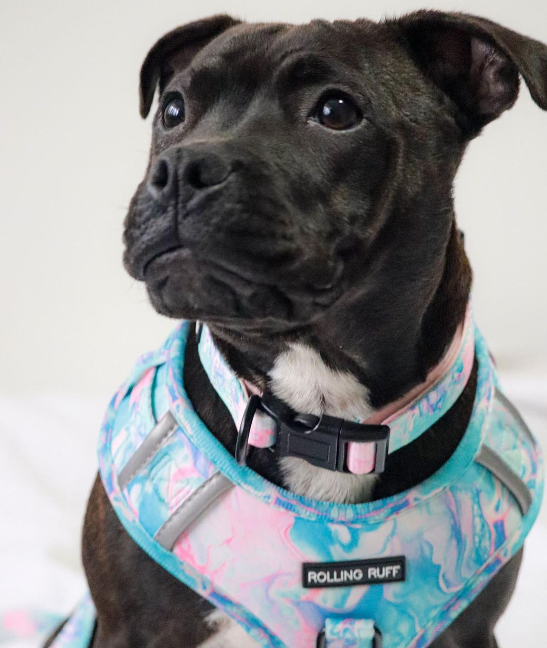 UNICORN MILKSHAKE Dog Collar