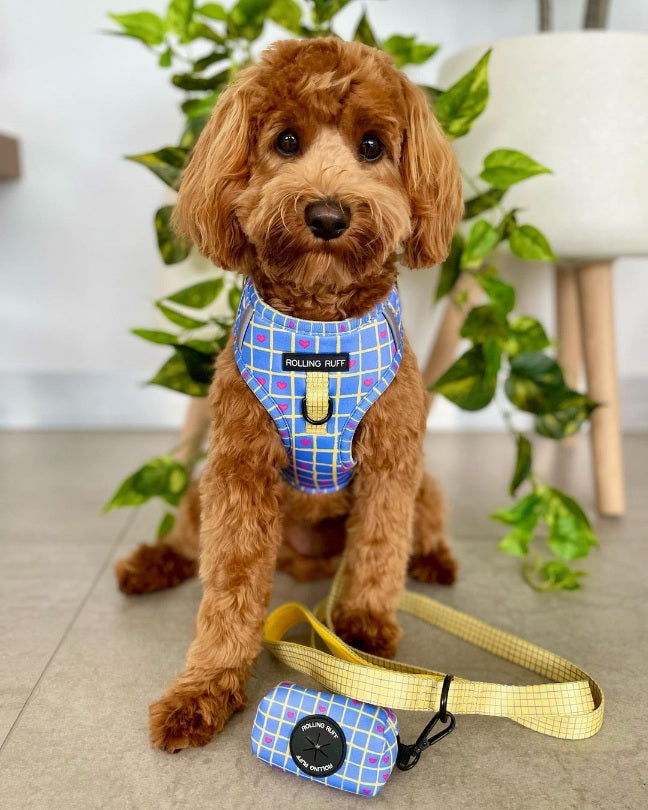 GAME OF HEARTS Adjustable Dog Harness