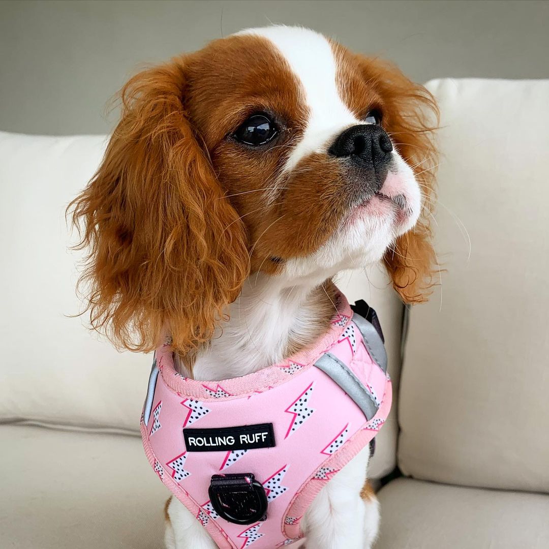 ELECTRIC VIBES Adjustable Dog Harness