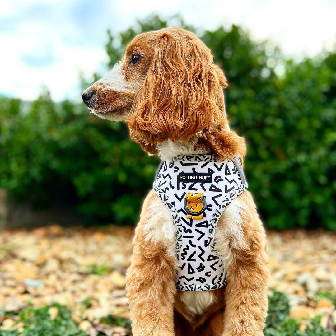 MEMPHIS Adjustable Dog Harness