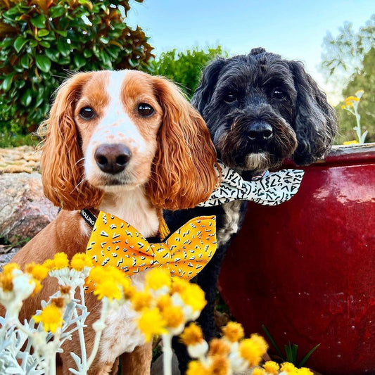 MEMPHIS Bow Tie - Yellow