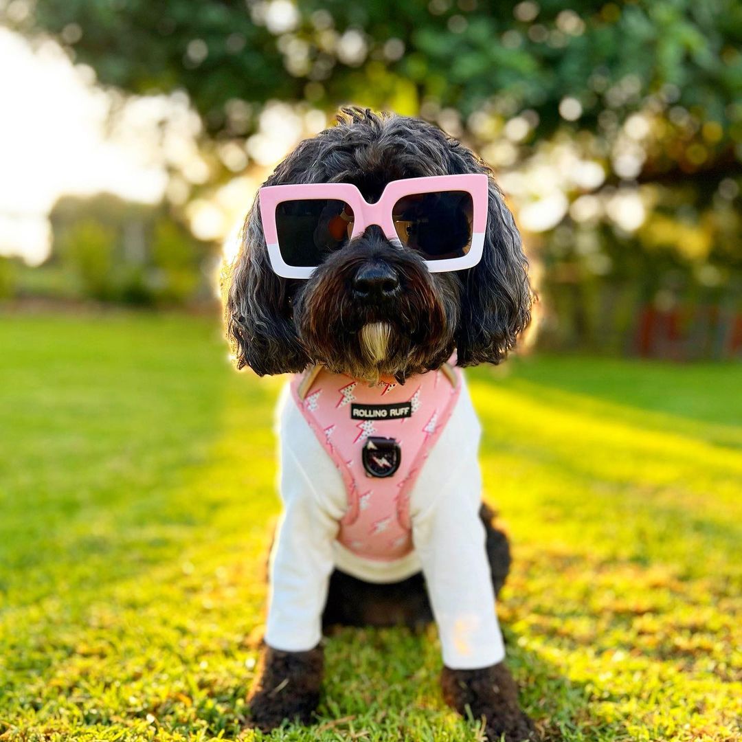 ELECTRIC VIBES Adjustable Dog Harness