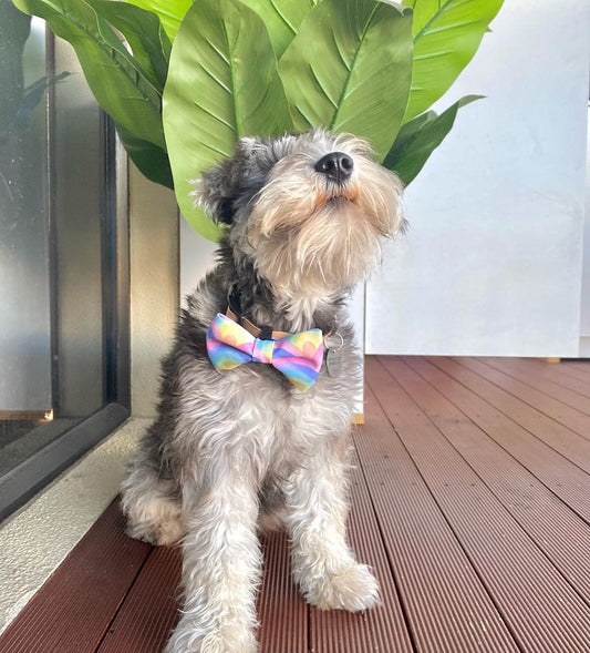 SOUR STRAP Bow Tie - Scallop