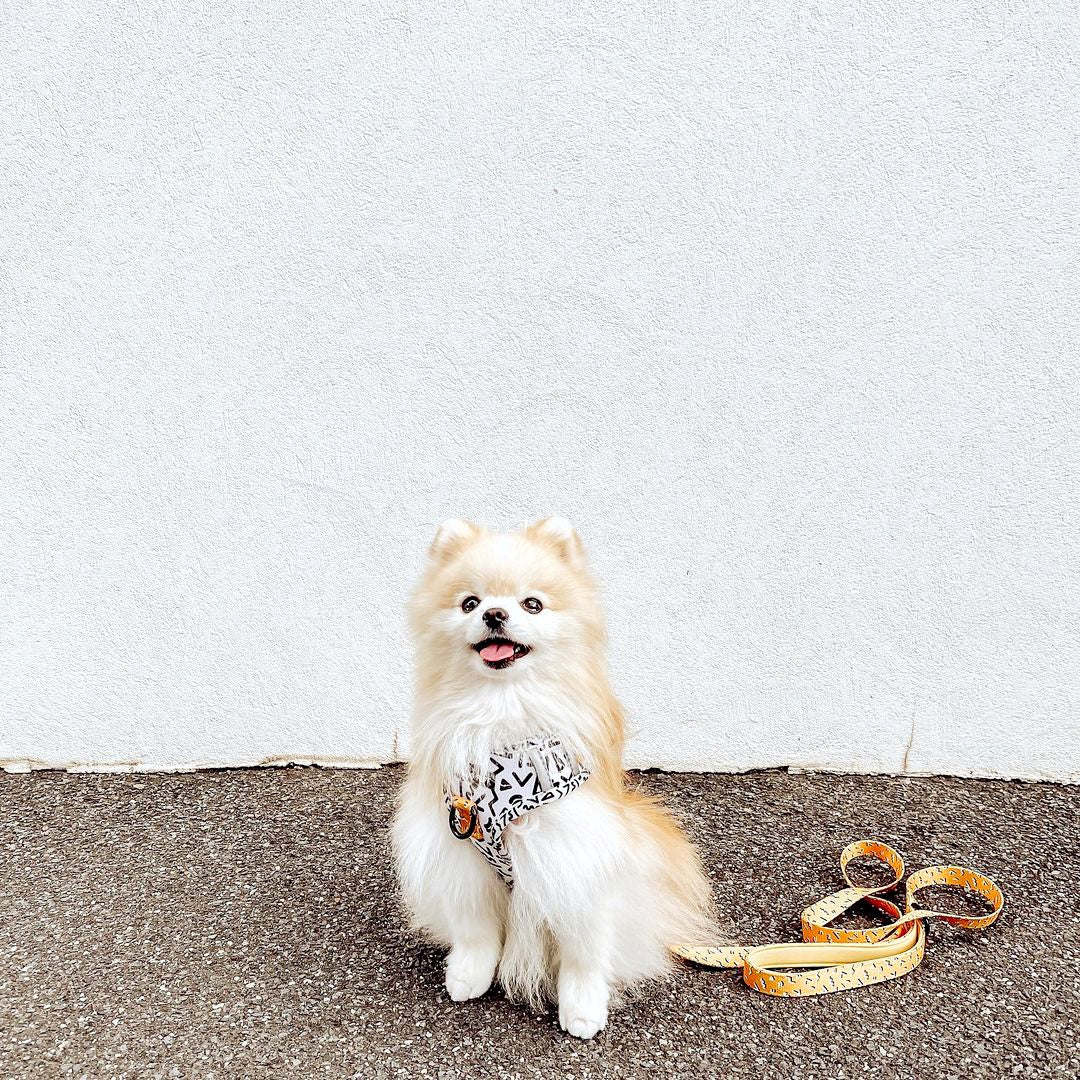 MEMPHIS Adjustable Dog Harness