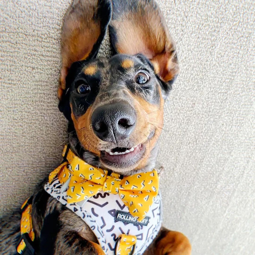 MEMPHIS Bow Tie - Yellow