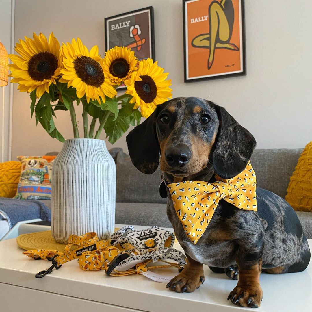 MEMPHIS Bow Tie - Yellow