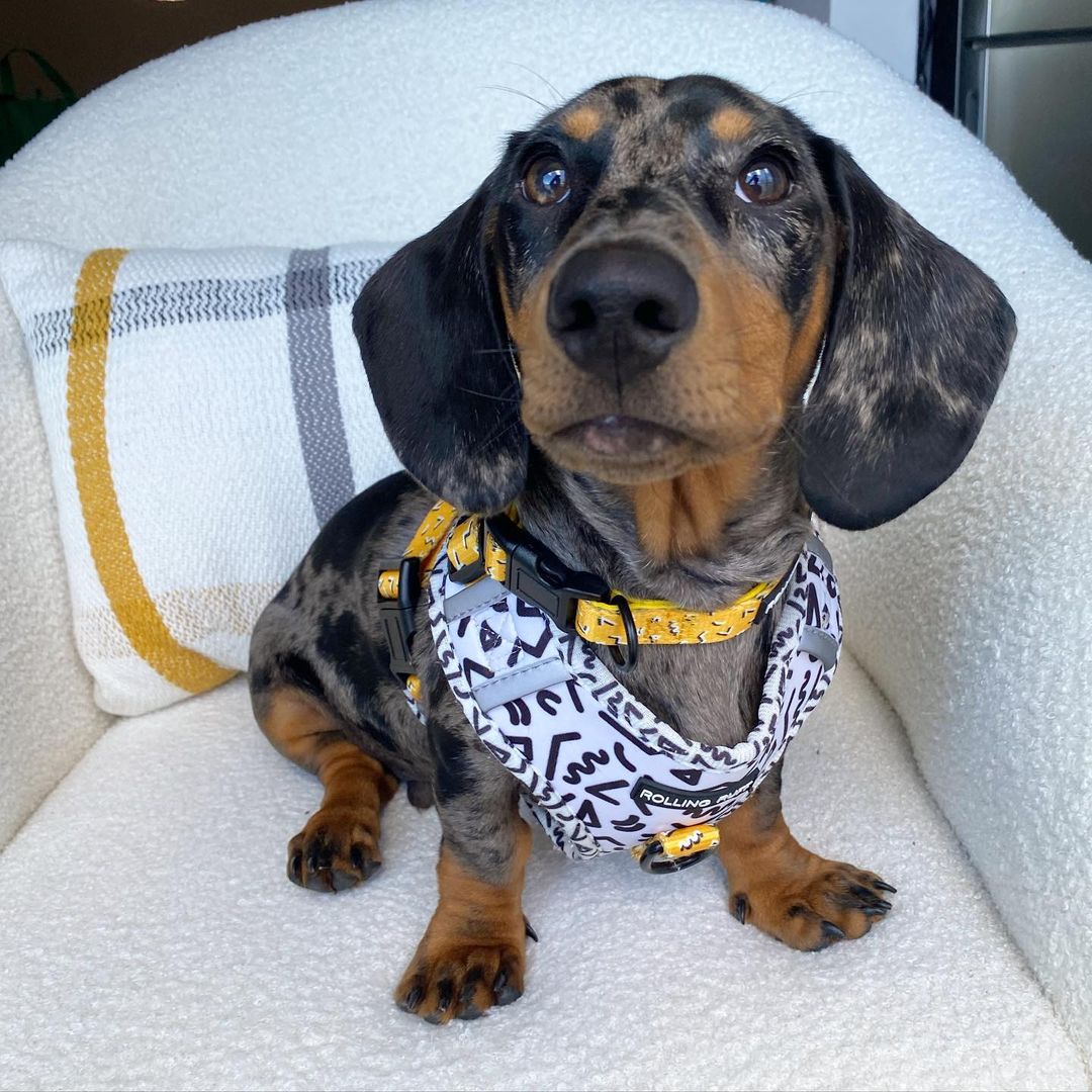 MEMPHIS Dog Collar
