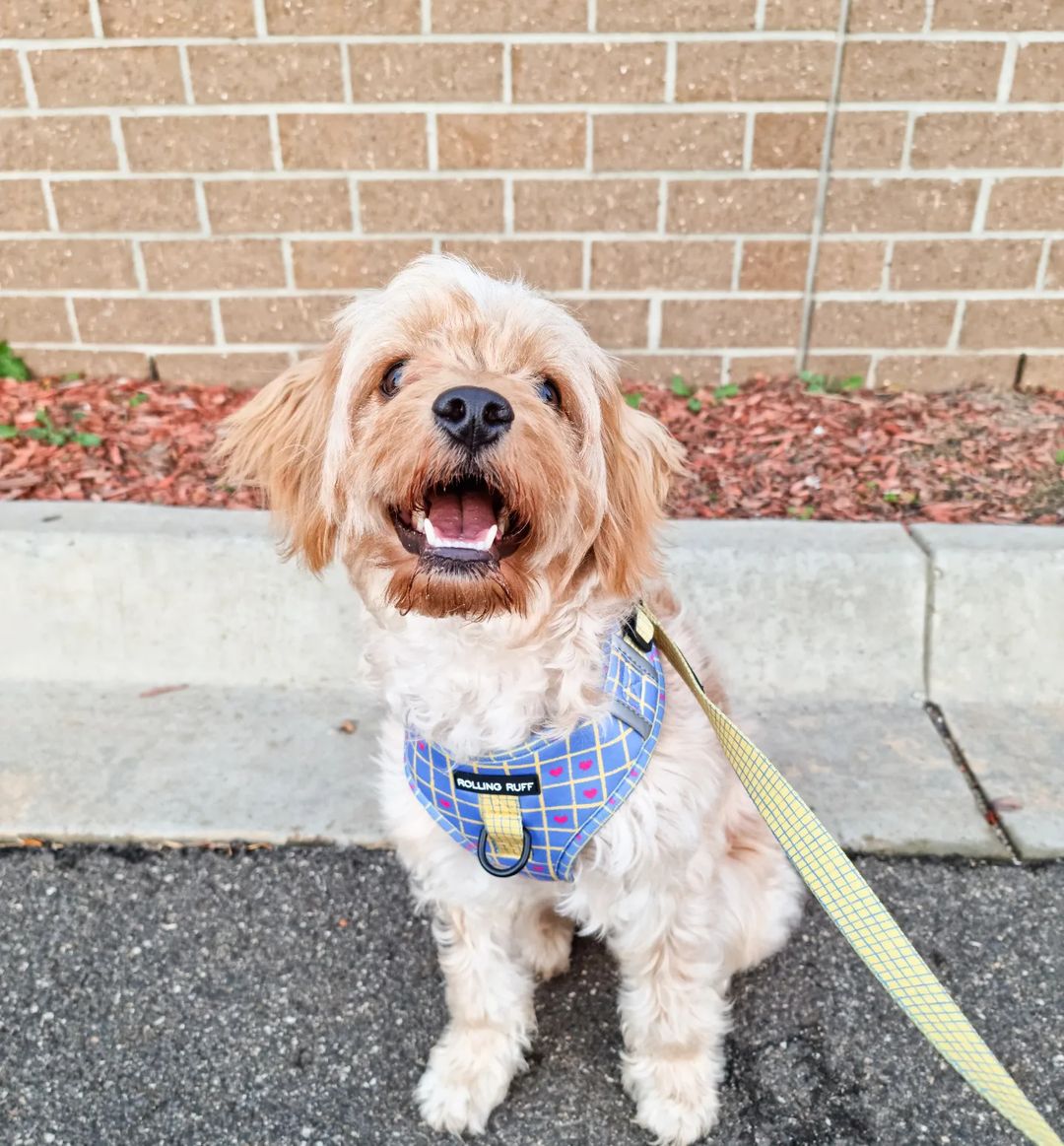 GAME OF HEARTS Adjustable Dog Harness