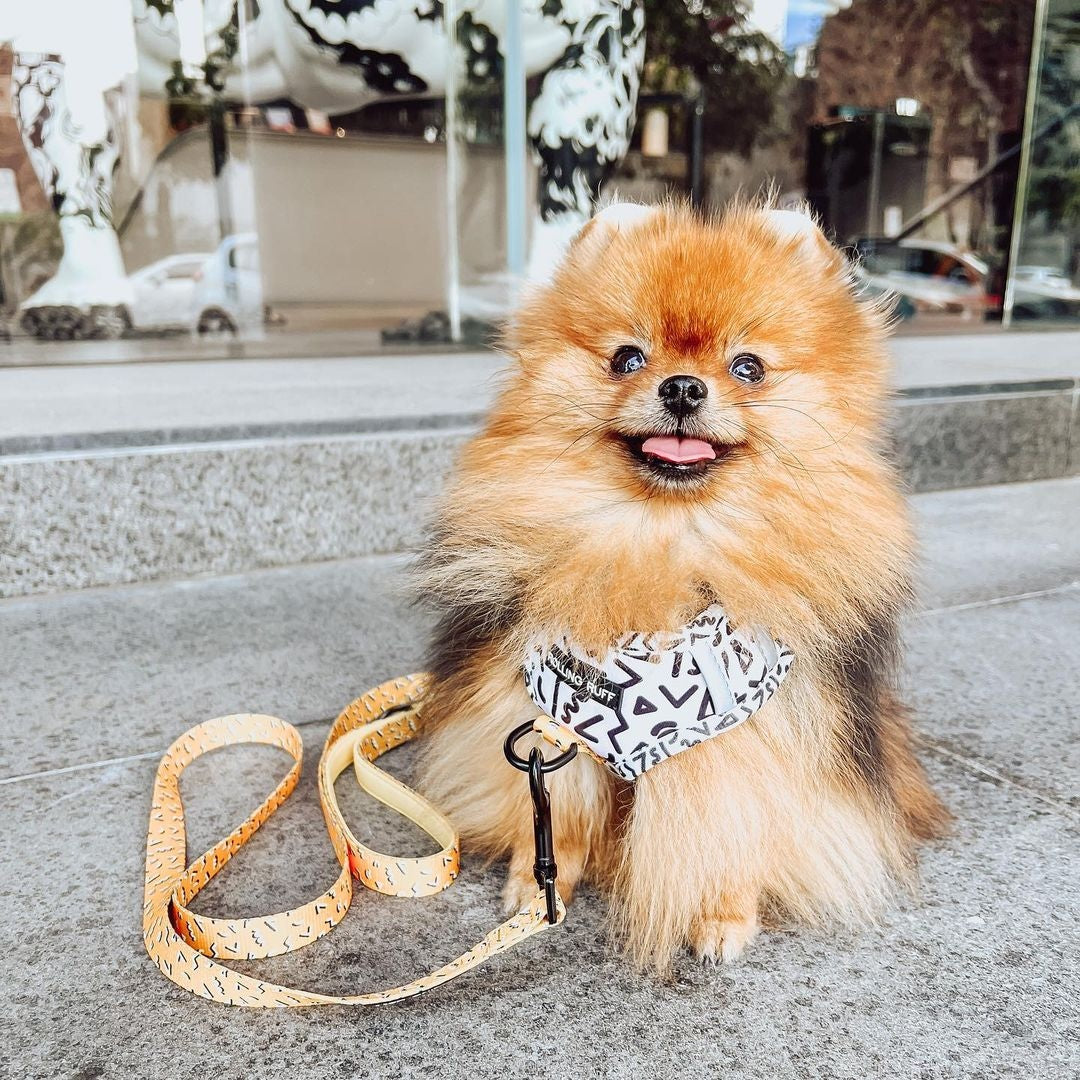 MEMPHIS Adjustable Dog Harness