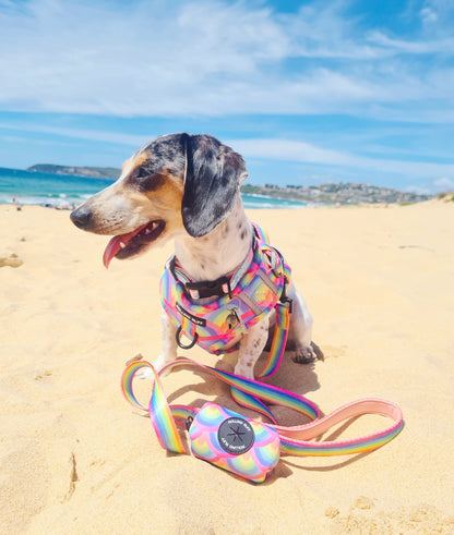 SOUR STRAP Dog Leash