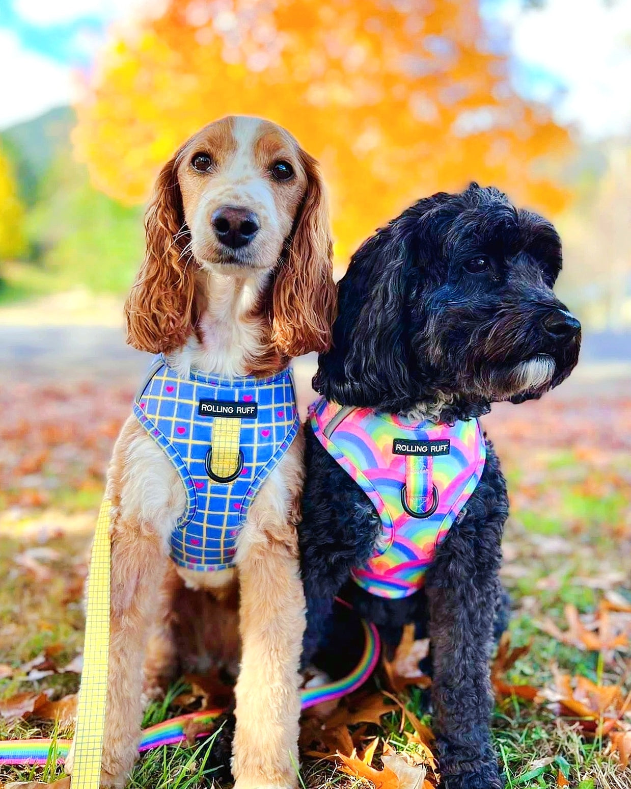 SOUR STRAP Adjustable Dog Harness