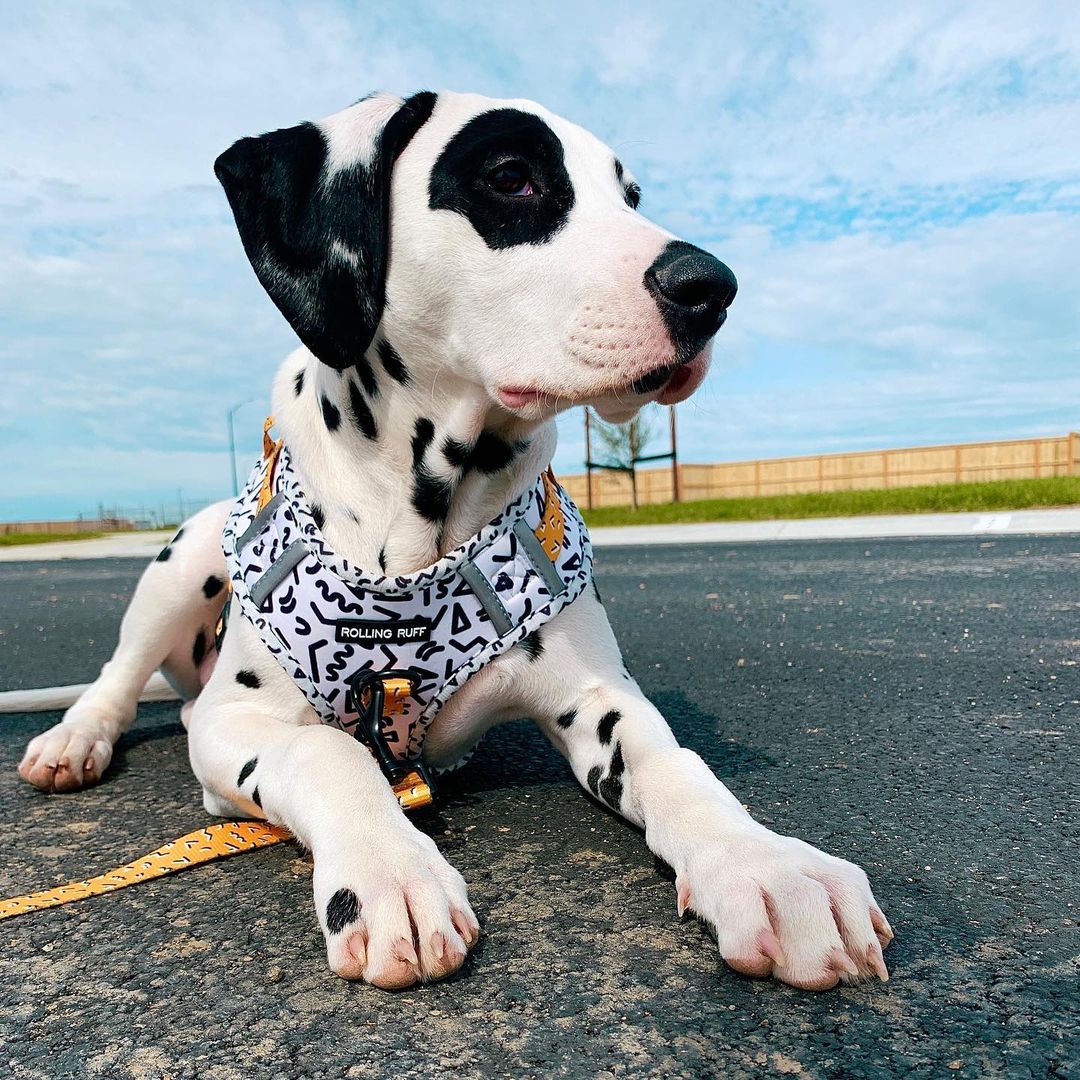 MEMPHIS Adjustable Dog Harness