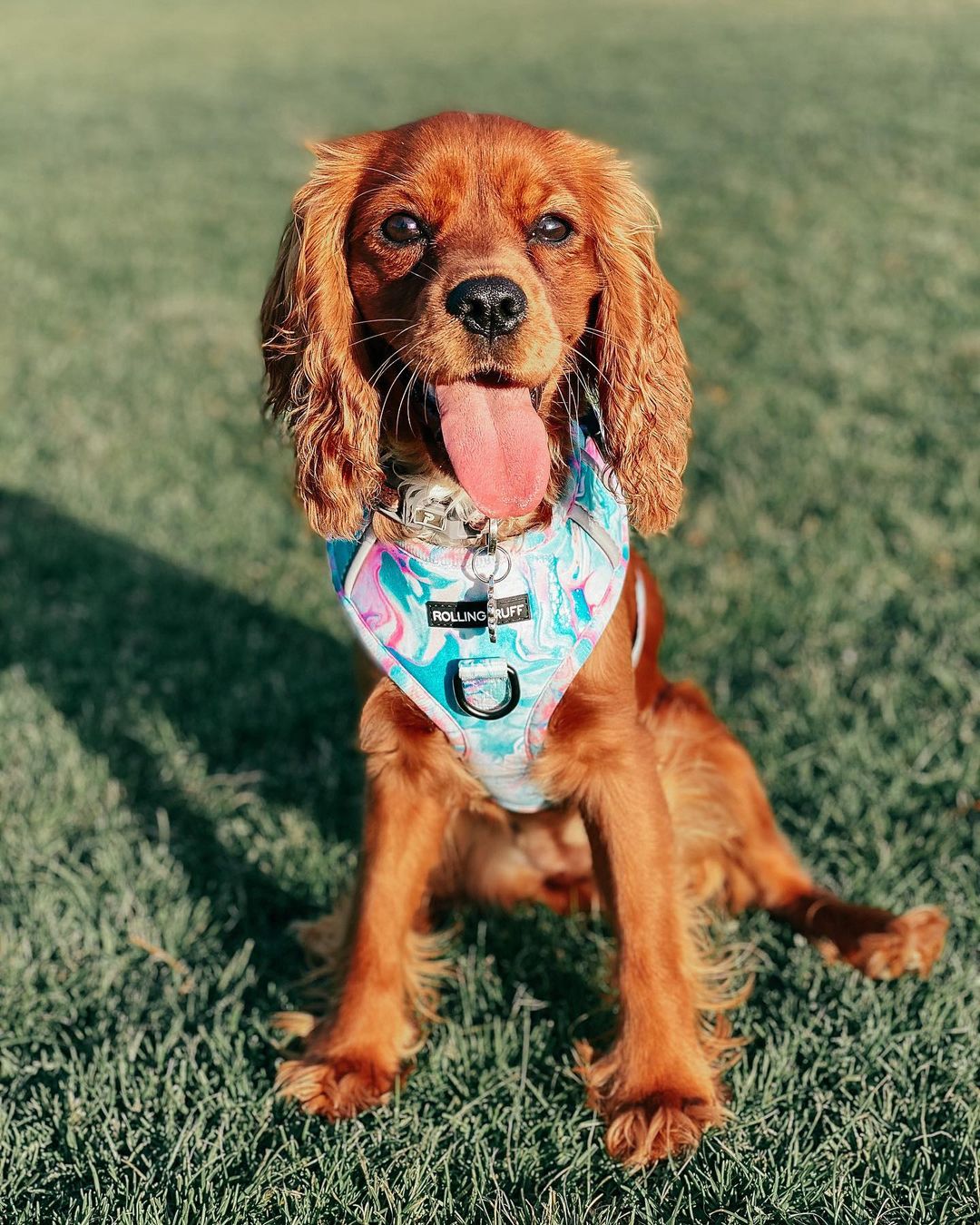 Unicorn dog harness outlet